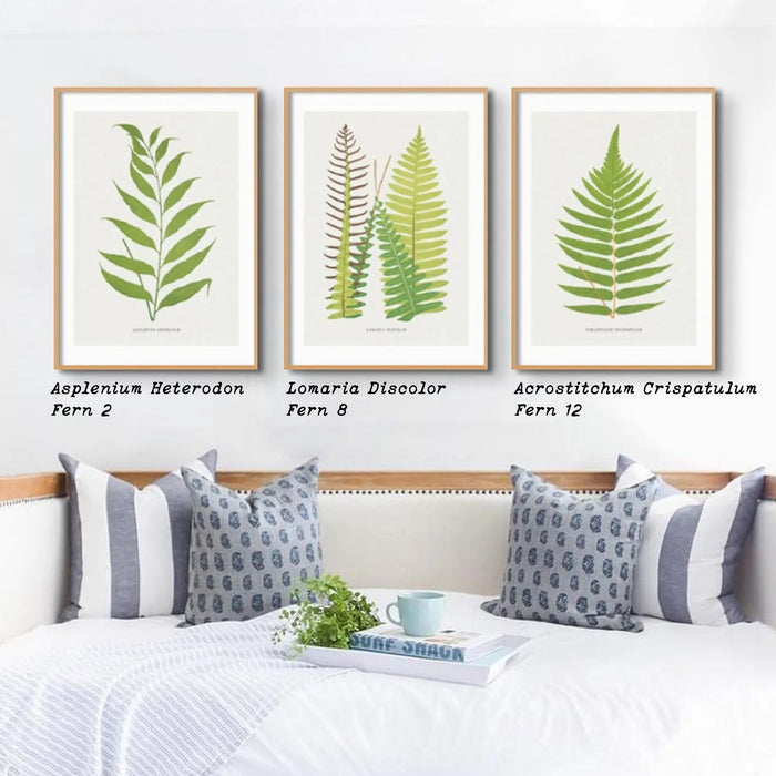 Acrostichum Crispatulum | Fern Print | Botanical Art - Framed