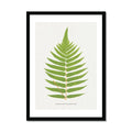 Acrostichum Crispatulum | Fern Print | Botanical Art - Framed