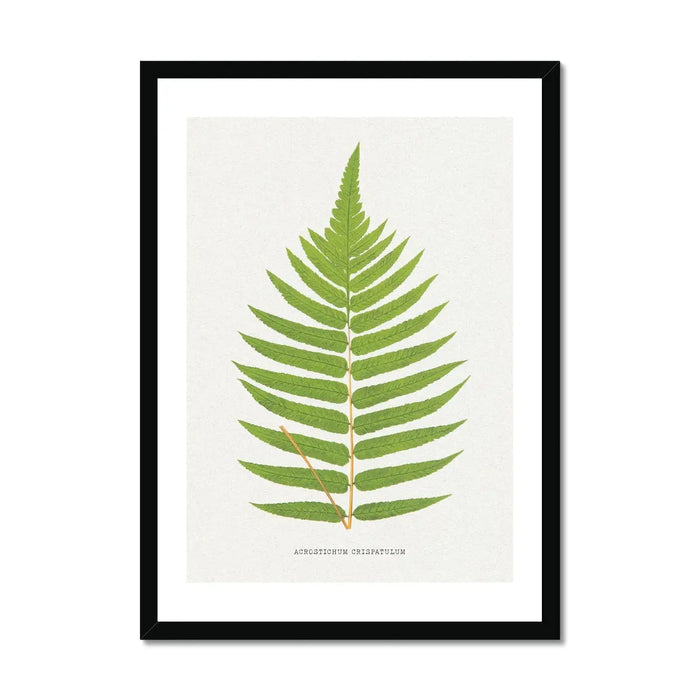 Acrostichum Crispatulum | Fern Print | Botanical Art - Framed