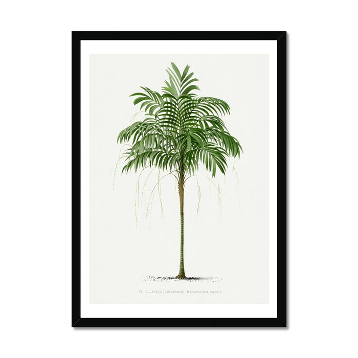 Vintage palm tree prints framed with wooden white frame - vintage botanical print