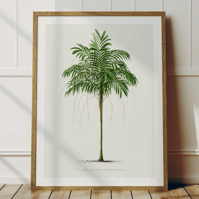 Areca palm tree print framed – vintage botanical wall art for modern interiors