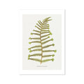 Aspidium Filix-mas | Fern Wall Art Print | Botanical Art - Unframed