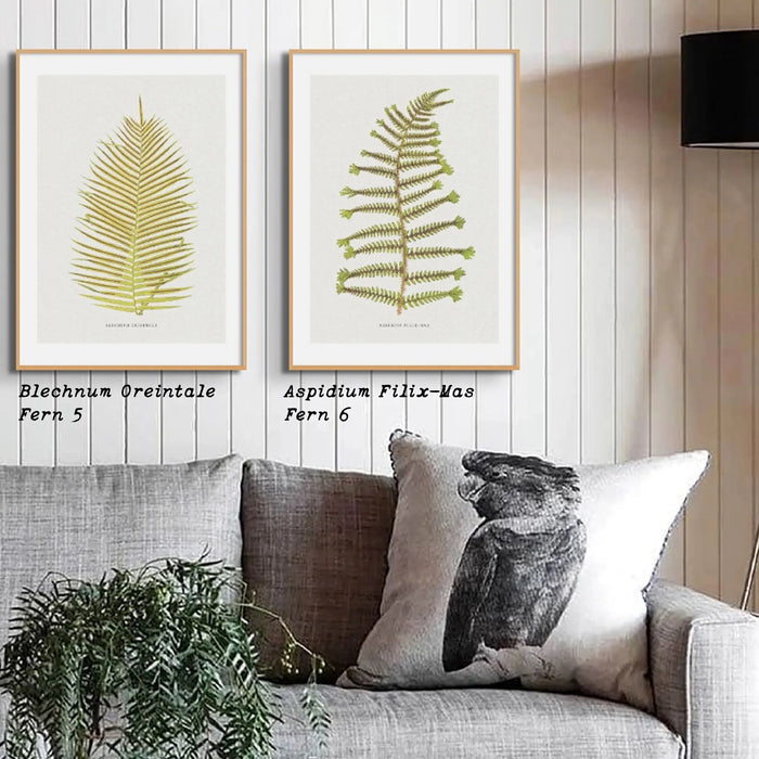 Aspidium Filix-mas | Fern Wall Art Print | Botanical Art - Unframed