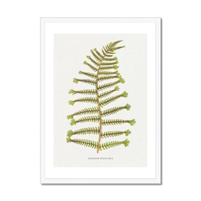 Aspidium Filix-mas | Fern Print Wall Art Print | Botanical Art - Framed