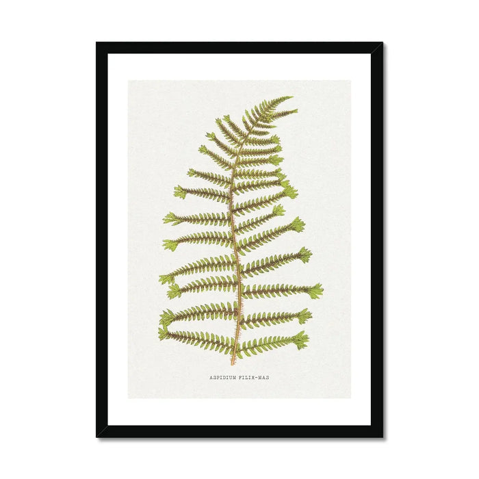 Framed fern wall art in a black frame.