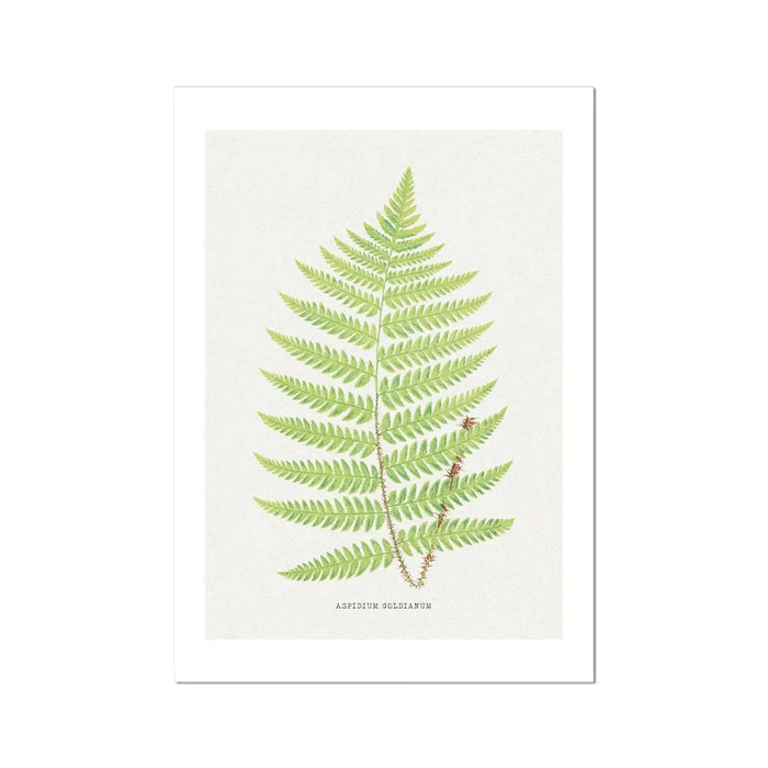 A framed print of a detailed green fern illustration on a white background, with the label 'Aspidium Goldianum' at the bottom.