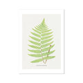 A framed print of a detailed green fern illustration on a white background, with the label 'Aspidium Goldianum' at the bottom.