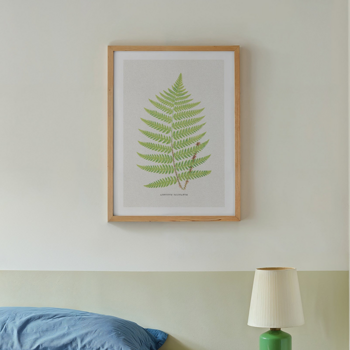 Framed Fern Print on wall in bedroom | Botanical Art