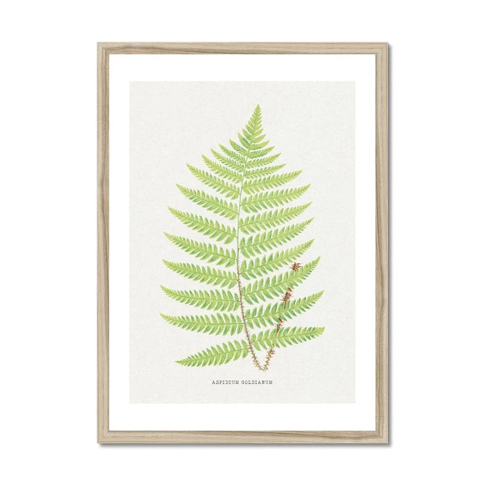 Aspidium Goldianum | Fern Print | Botanical Wall Art - Framed