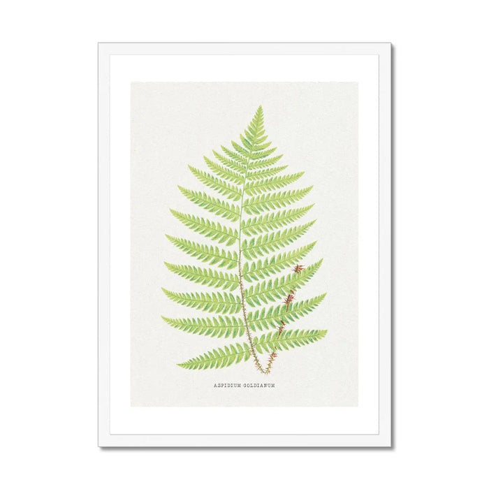 Aspidium Goldianum | Fern Print | Botanical Wall Art - Framed