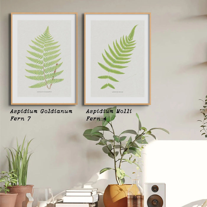 Fern art print of Aspidium Molle | Fern Print | Botanical Art - Framed Wall Art