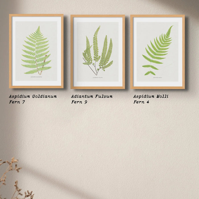 Aspidium Molle | Fern Print | Botanical Art - Framed Wall Art