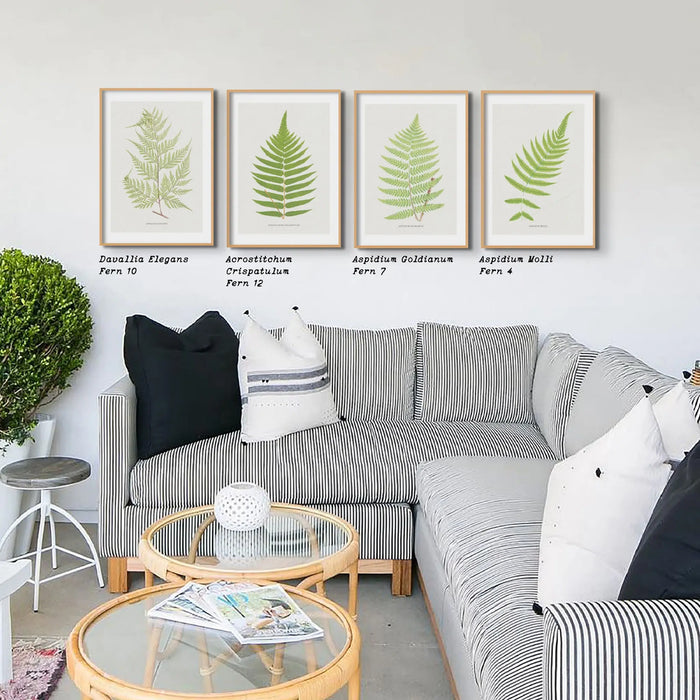 Aspidium Molle | Fern Print | Botanical Art - Framed Wall Art