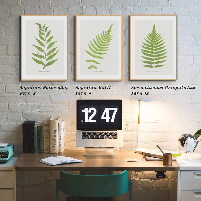 Aspidium Molle | Fern Print | Botanical Art - Framed Wall Art