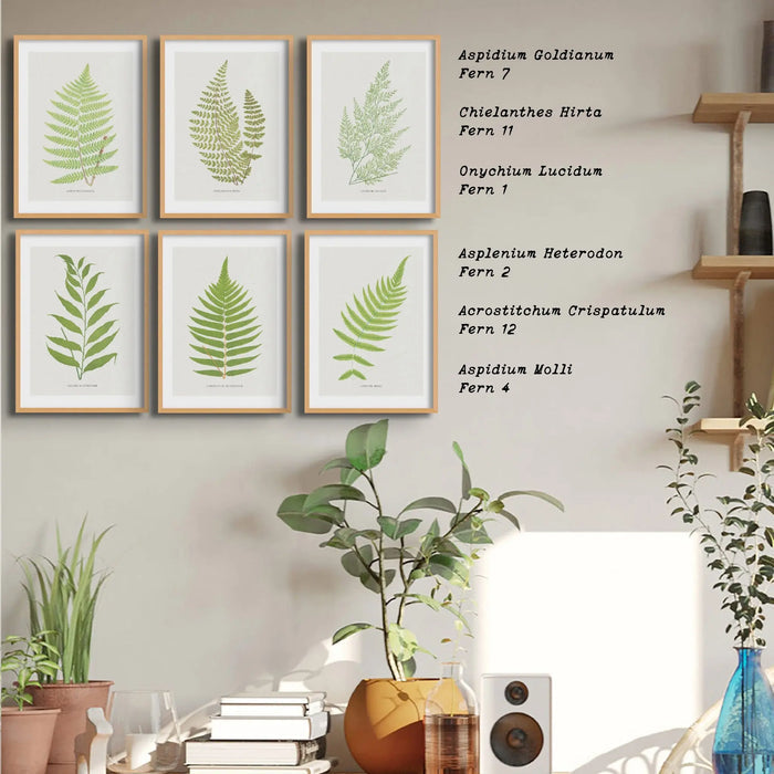 Aspidium Molle | Fern Print | Botanical Art - Framed Wall Art