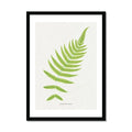 Aspidium Molle | Fern Print | Botanical Art - Framed Wall Art