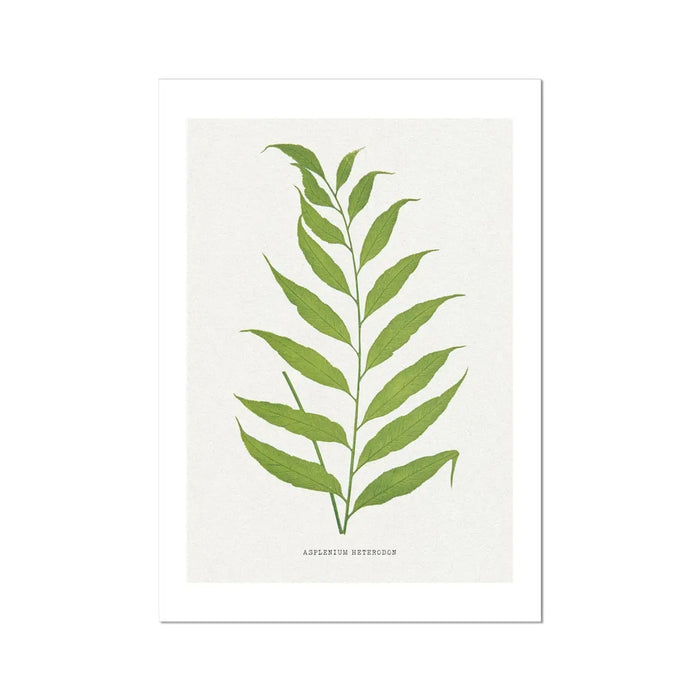 Vintage fern print - green painted fern print on paper.