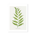 Vintage fern print - green painted fern print on paper.
