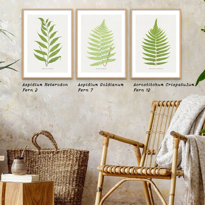 Asplenium Heterodon | Fern Print 2 | Botanical Art - Unframed