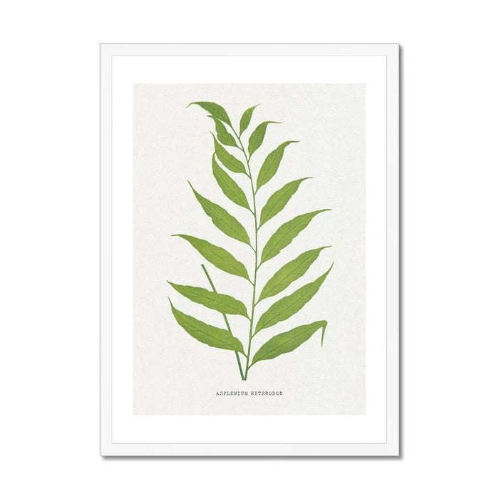 Asplenium Heterodon Fern Print 2, which is a beautiful piece of botanical art that comes framed.