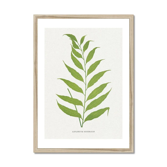 Asplenium Heterodon Fern Print 2, which is a beautiful piece of botanical art that comes framed.