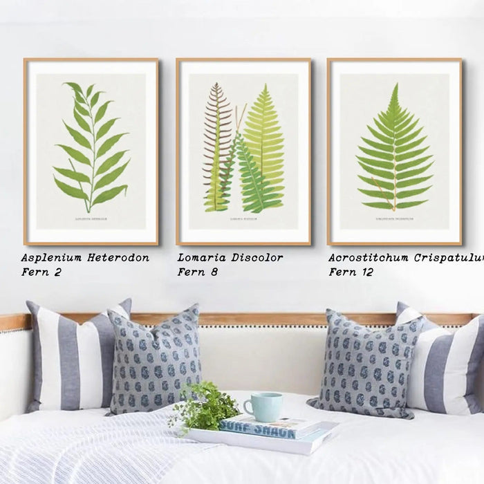 Asplenium Heterodon Fern Print 2, which is a beautiful piece of botanical art that comes framed.