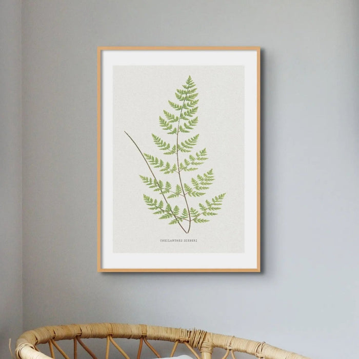 Framed Vintage Fern Print - a stunning piece of botanical art print on the wall above the chair.