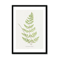 Framed Vintage Fern Print - a stunning piece of vintage botanical art framed with black frame.