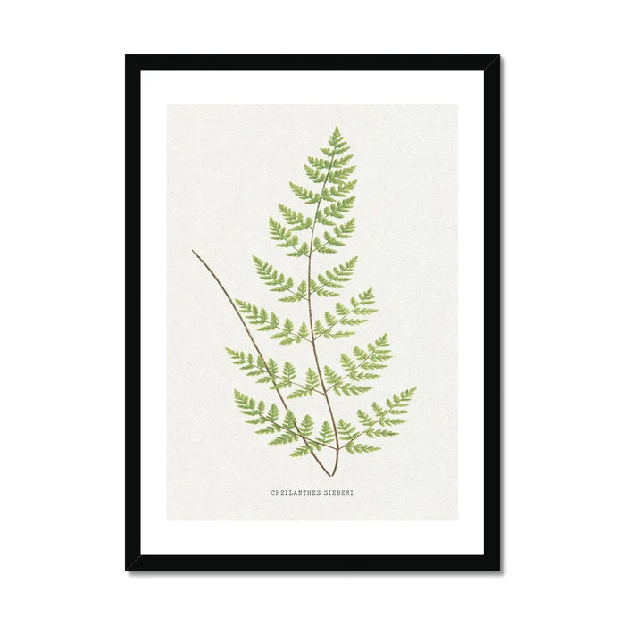 Framed Vintage Fern Print - a stunning piece of vintage botanical art framed with black frame.