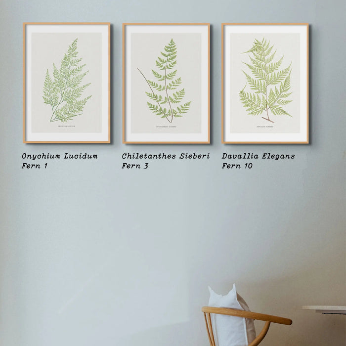 A set of three fern prints in dinding room on wall.