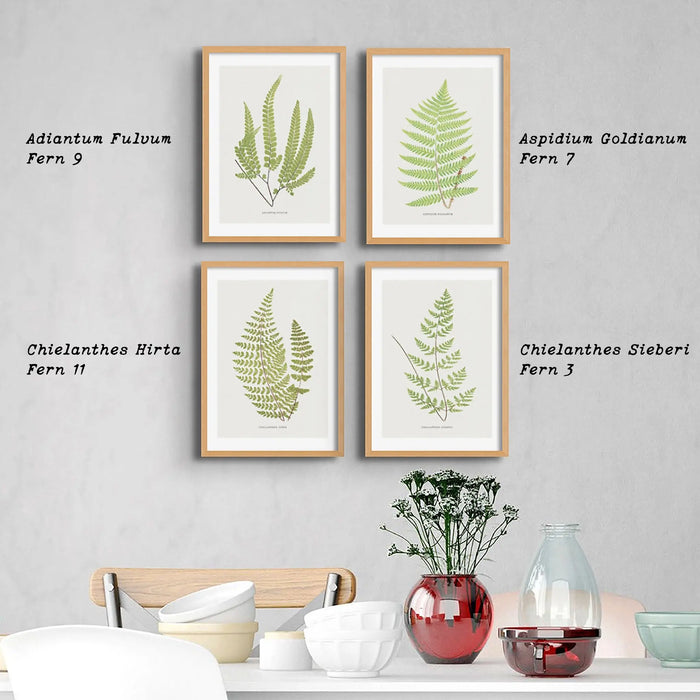 Cheilanthes Sieberi | Fern Print | Botanical Art - Framed