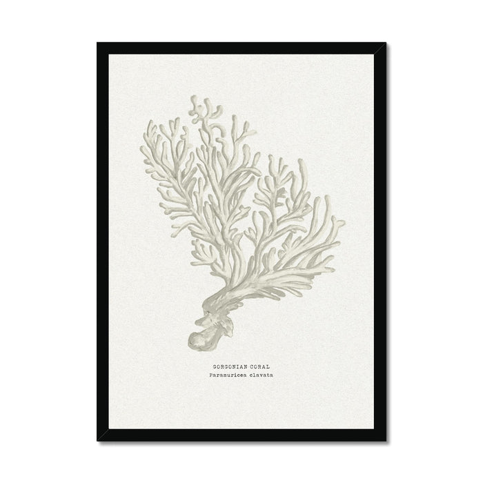 Framed artwork of a coral illustration on a white background