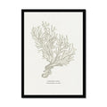 Framed artwork of a coral illustration on a white background