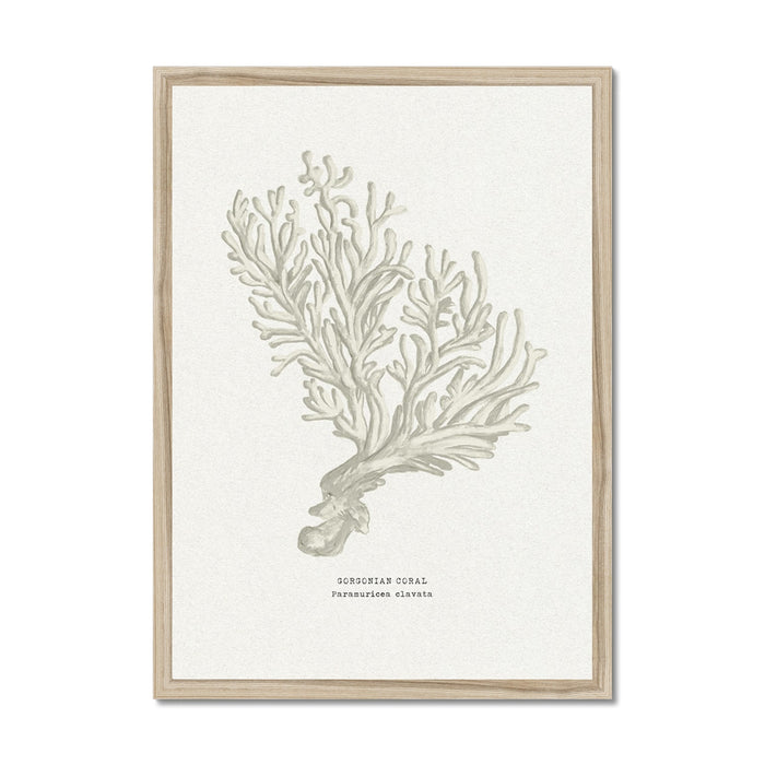 Framed artwork of a coral illustration on a white background