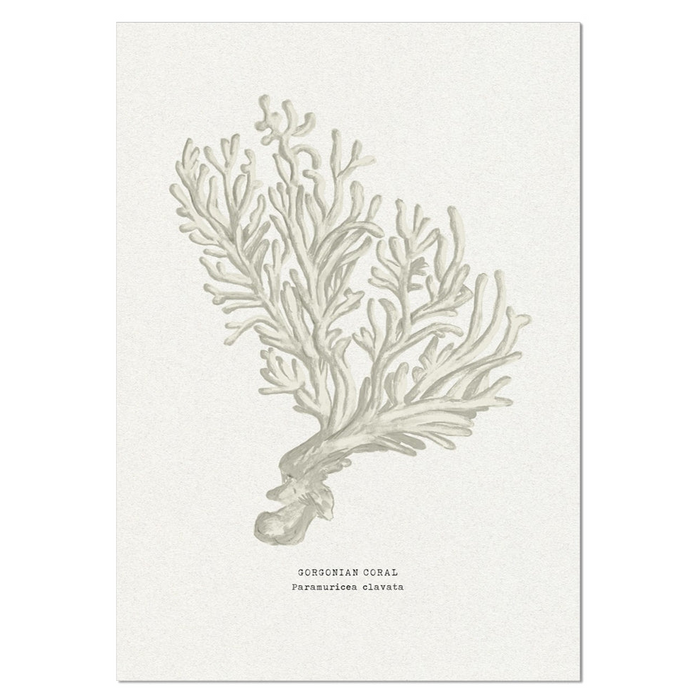 Coral Art Print | Gorgonian In Natural - Framed