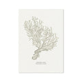 Coral art print with a stylised illustration of a coral branch on a white background
