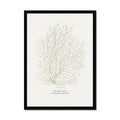 Framed artwork of a coral illustration on a white background