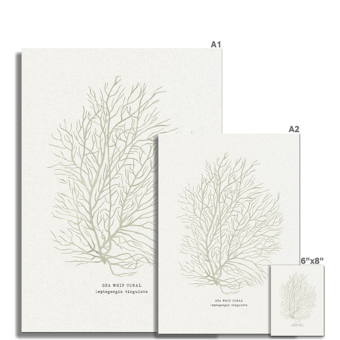 Two prints of sea whip coral with dimensions labeled on a white background