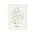 painting of sea whip coral on a white background