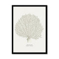 Framed artwork of a coral illustration on a white background