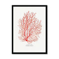 Hand painted Coral Print (Red Coral No 3) - Framed