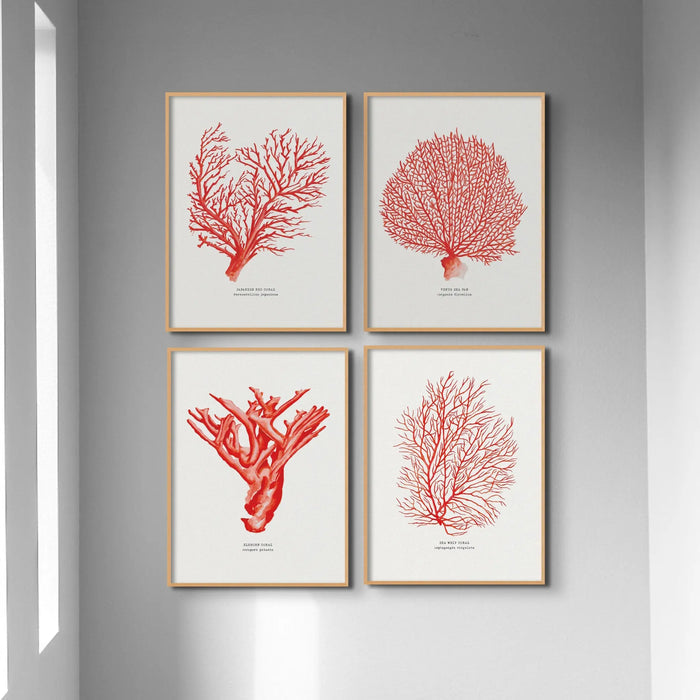 Coral Print (Red Coral No 4) - Framed