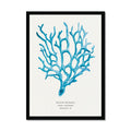 Coral Wall Art | Sea Blue Art Print | Specimen 9 - Framed Beach House Art