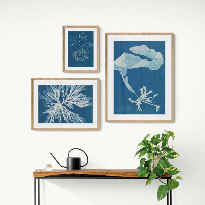 Cyan Algae: Vintage Seaweed Print - Framed Print - Beach House Art