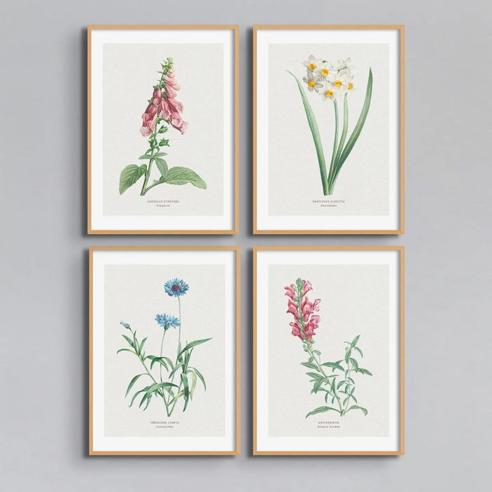 Dragon Flower Painting | Vintage Flower Print | Botanical Art - Unframed Wall Art