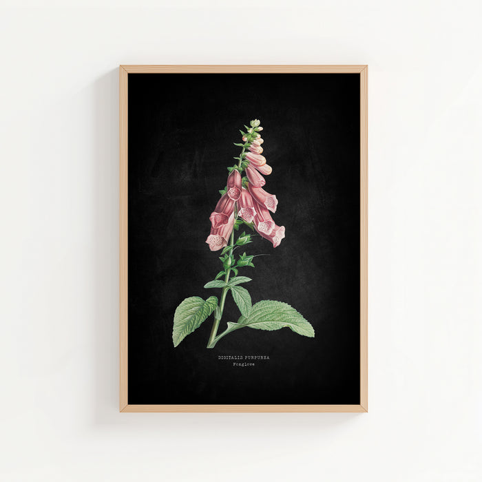 Framed botanical print of pink foxglove flowers on a black background