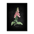 Botanical illustration of pink foxglove flowers on a dark background