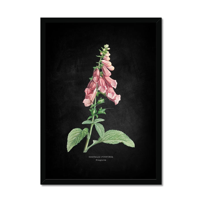 Botanical illustration of pink foxglove flowers on a dark background