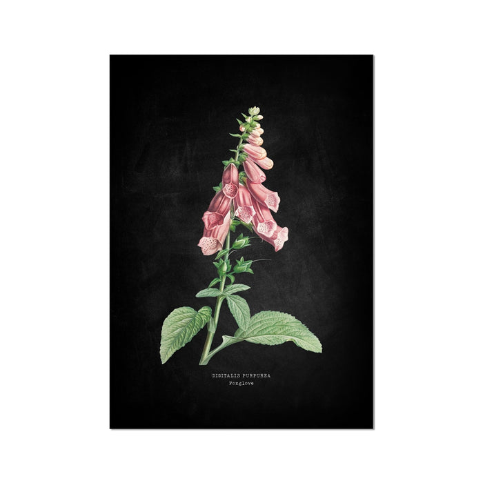 Botanical illustration of a pink flower with green leaves on a black background