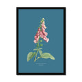 Framed botanical print of pink flowers on a blue background